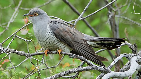 Удивительные путешествия обыкновенной кукушки